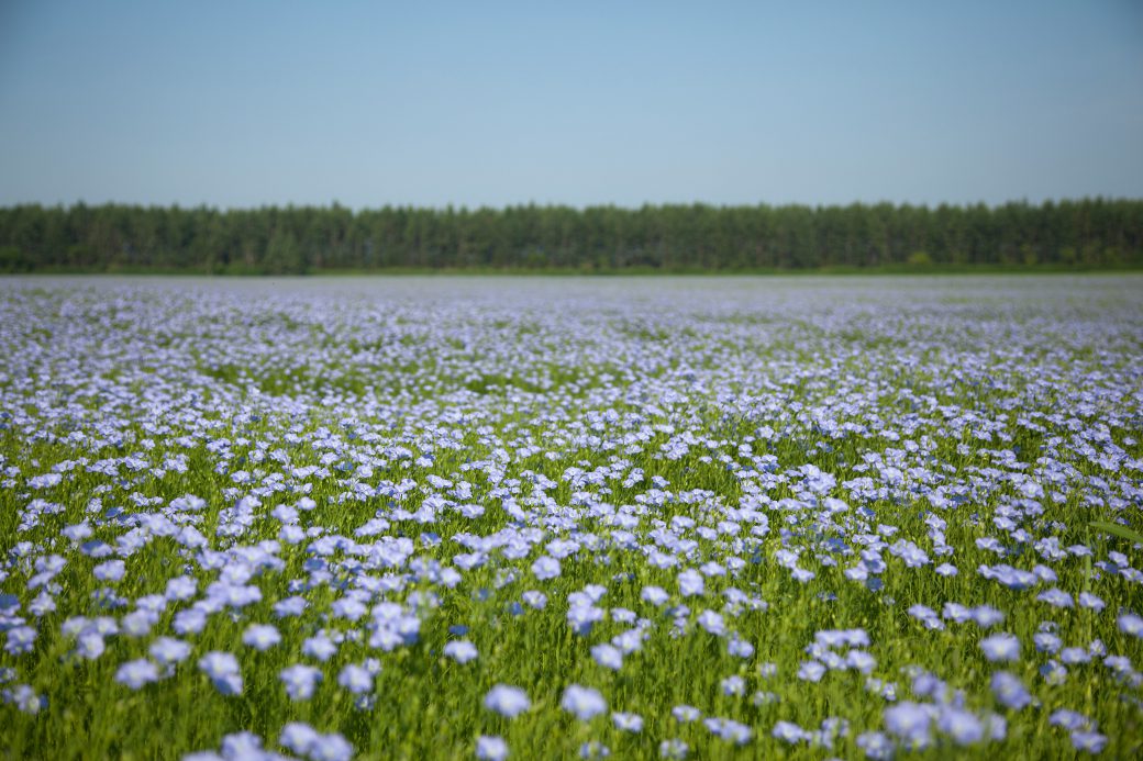 Flax Flower Field Morning Photo Tour Slow Life Hokkaido