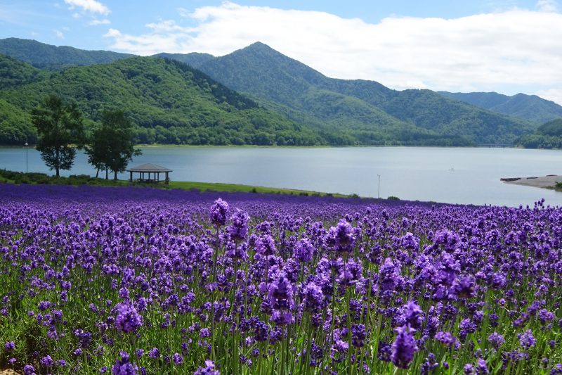 Lake Kanayama Lavender Garden and Cherry Picking Slow Travel HOKKAIDO