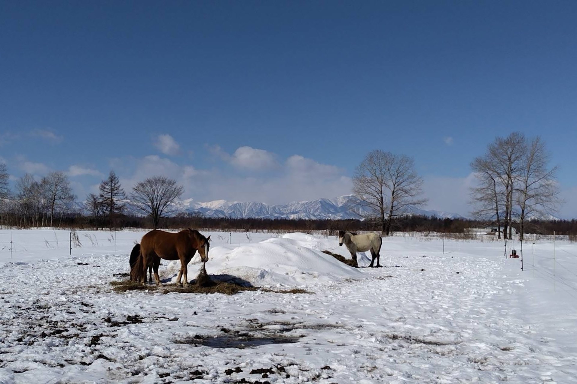 Sarabetsu Pony Farm HorseDrawn Sleigh Ride Slow Travel HOKKAIDO